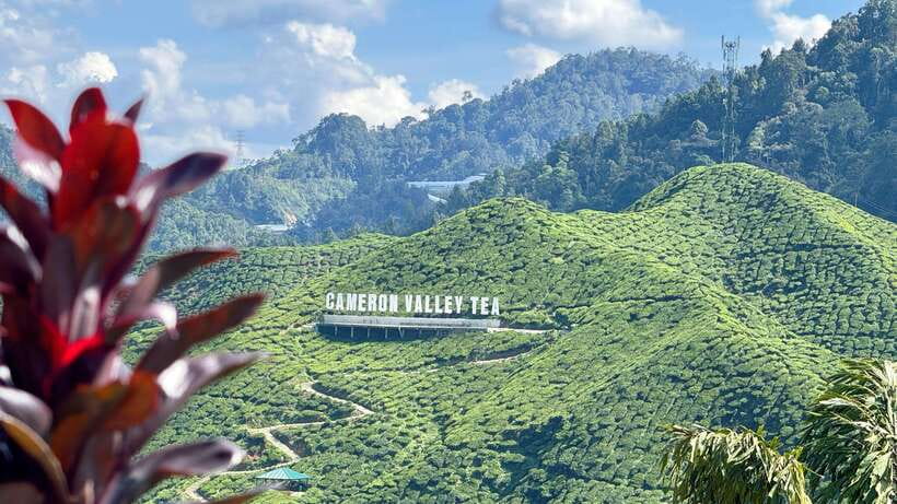 From Kuala Lumpur: Cameron Highlands Day Tour with Lunch - Getting Out of Kuala Lumpur: Pickup, Timing, and the Reality of a 12-Hour Day