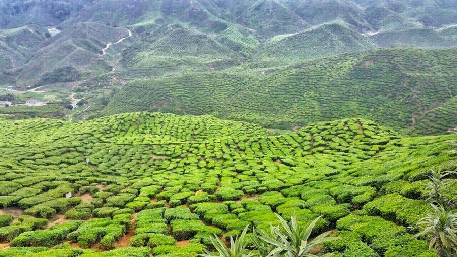From Kuala Lumpur: Cameron Highlands Day Tour with Lunch - Lunch on the Clock: Included Meal, Different Expectations