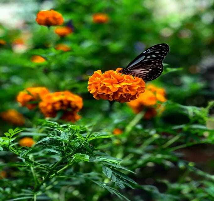 From Kuala Lumpur: Cameron Highlands Day Trip with Transfers - Rose Garden and strawberry fields: what you can actually do