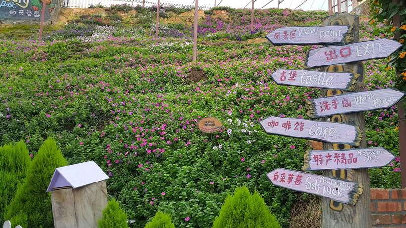 From Kuala Lumpur: Cameron Highlands Full-Day Tour - Key things I’d watch for on this Cameron Highlands day