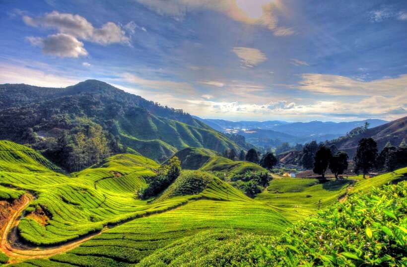From Kuala Lumpur: Cameron Highlands Full-Day Tour - The Orang Asli Aboriginal Village, culture stop when it’s available