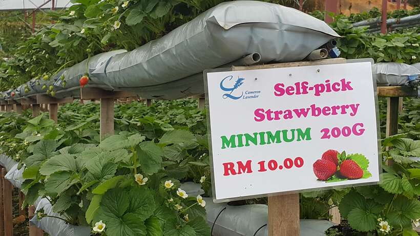 From Kuala Lumpur: Cameron Highlands Full-Day Tour - Bharat Tea Farm, the real tea making story