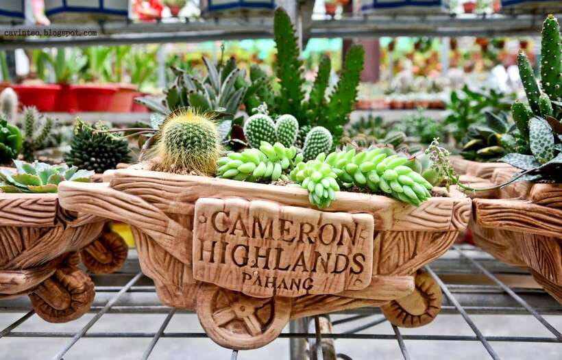 From Kuala Lumpur: Cameron Highlands Full-Day Tour - The cactus garden souvenir moment