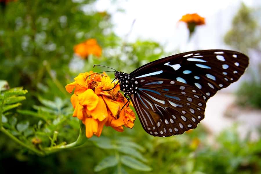 From Kuala Lumpur: Cameron Highlands Private or Join In Tour - Guide quality is the difference between average and great