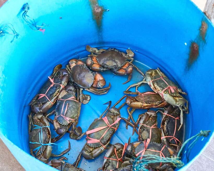 From Kuala Lumpur: Crab Island Tour with Seafood Lunch - Guides and drivers who make the day smoother
