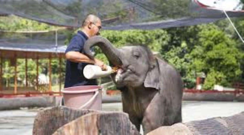From Kuala Lumpur: Elephant Sanctuary Guided Tour - Price and Value: Why $150 Works Here