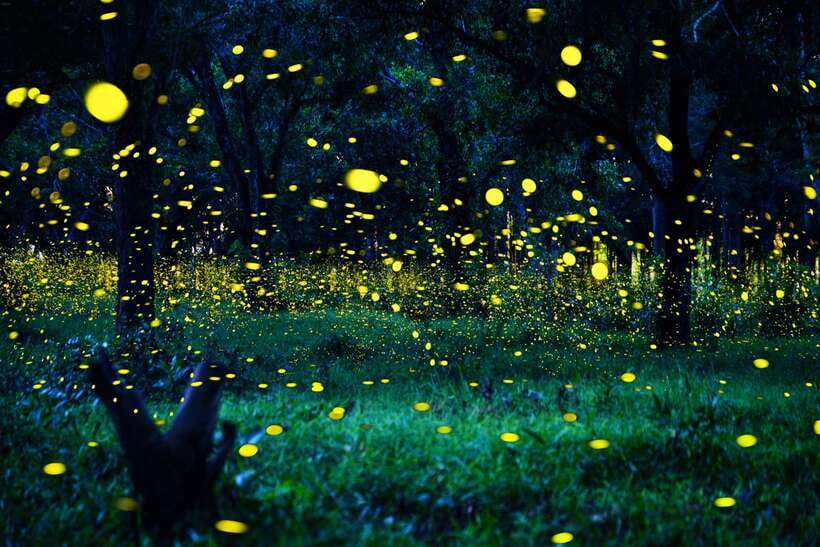 From Kuala Lumpur: Fireflies Tour and Seafood Dinner - Key things I’d lock in before you go