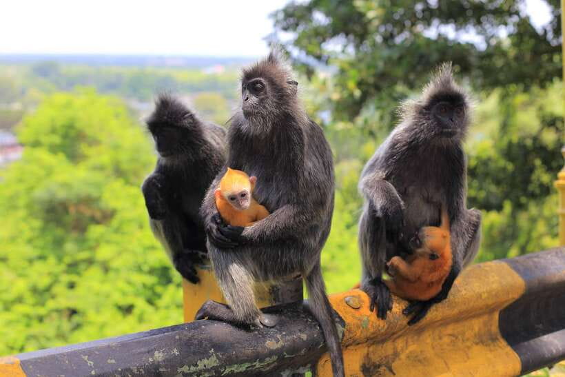 From Kuala Lumpur: Fireflies Tour and Seafood Dinner - Getting from Kuala Lumpur to Kuala Selangor, and why timing matters