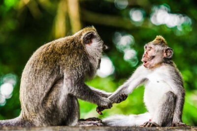 Full-Day Taman Negara National Park