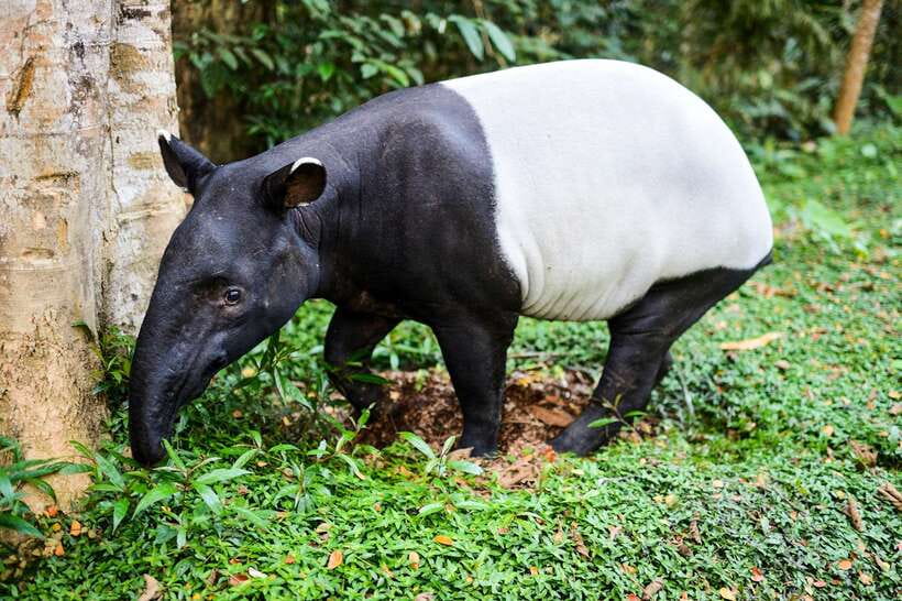 From Kuala Lumpur: Full-Day Taman Negara National Park - Price and value: what $173 buys you for a 10-hour day