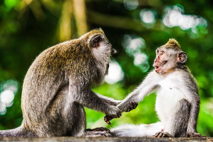 From Kuala Lumpur: Full-Day Taman Negara National Park - Arriving at Taman Negara: first sights, then the jungle rhythm