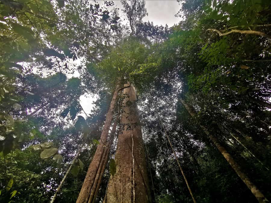 From Kuala Lumpur: Full Day Tour to Taman Negara - The 40-meter Canopy Walkway at Kuala Tahan: thrill, views, and the Friday closure