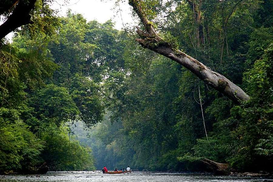 From Kuala Lumpur: Full Day Tour to Taman Negara - Lata Berkoh Falls after lunch: swim time with muddy trail expectations