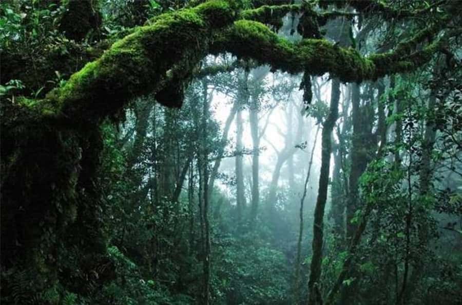 From Kuala Lumpur: Full Day Tour to Taman Negara - Logistics and comfort tips that make the day easier