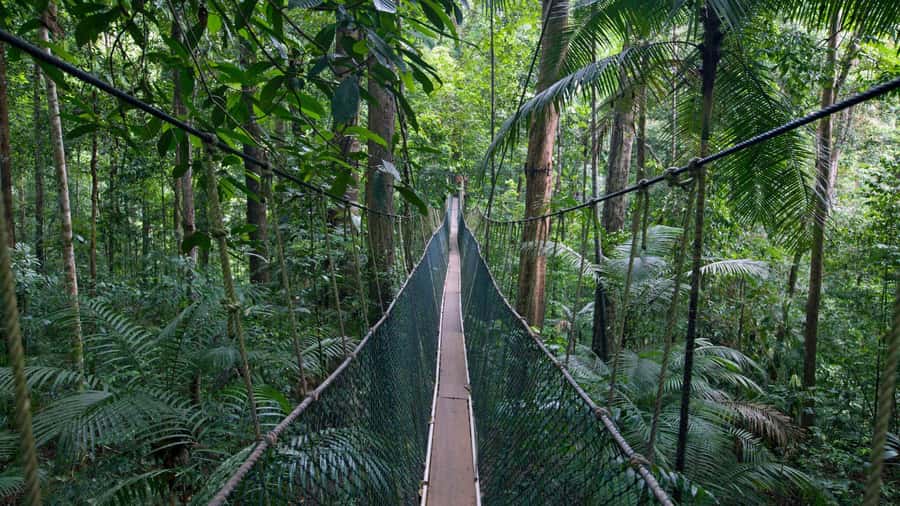 From Kuala Lumpur: Full Day Tour to Taman Negara - Entering Taman Negara National Park: what the jungle trek is really for