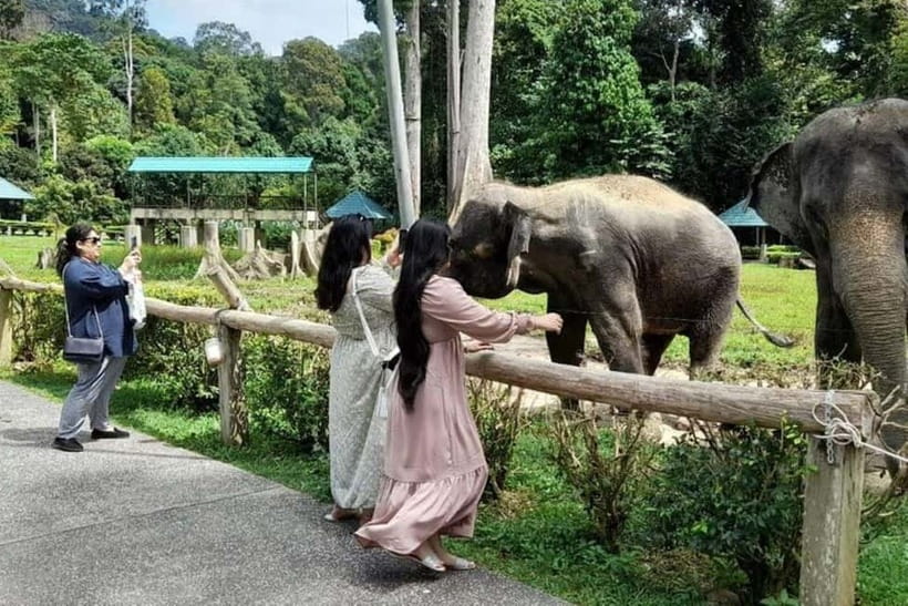 From Kuala Lumpur: Kuala Gandah & Batu Caves Day Trip - No Bathing, But Real Elephant Time: What the Up-Close Visit Means