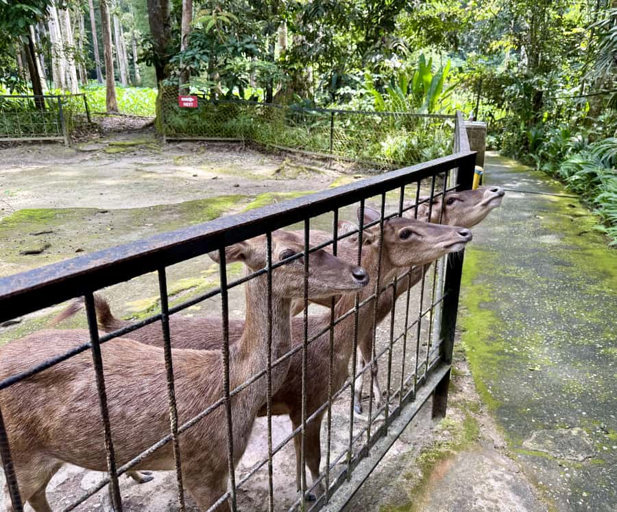 From Kuala Lumpur: Kuala Gandah Elephant Sanctuary Day Trip - Batu Caves Photo Stop and the Lord Murugan Moment