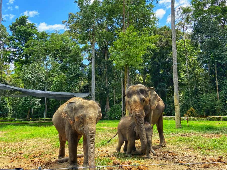 From Kuala Lumpur: Kuala Gandah Elephant Sanctuary Day Trip - Kuala Gandah Elephant Sanctuary: Rescue, Rehabilitation, and Real Observation