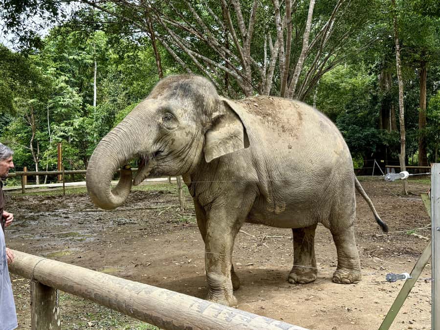 From Kuala Lumpur: Kuala Gandah Elephant Sanctuary Day Trip - Price and Value: What You Pay, What You Might Add
