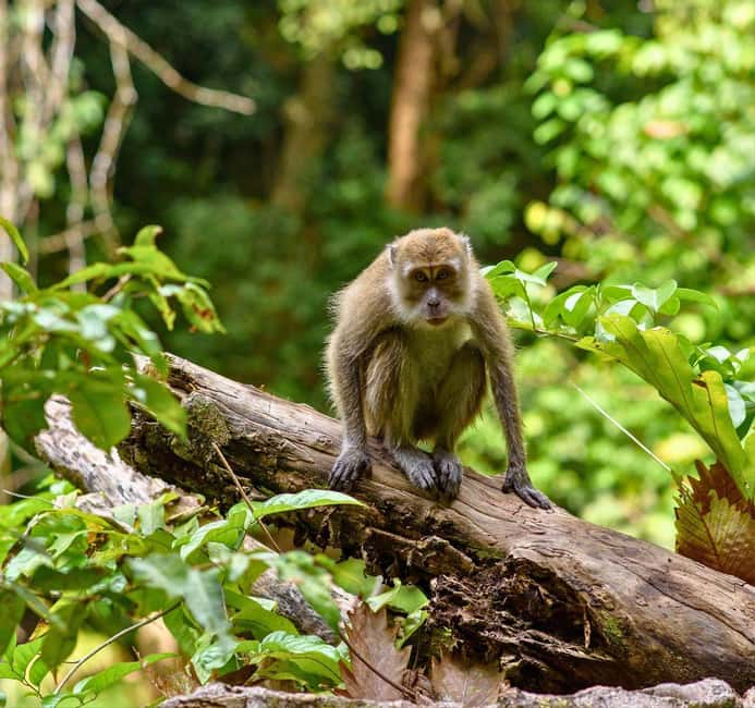 From Kuala Lumpur: Taman Negara National Park Private Tour - Key things to know before you go