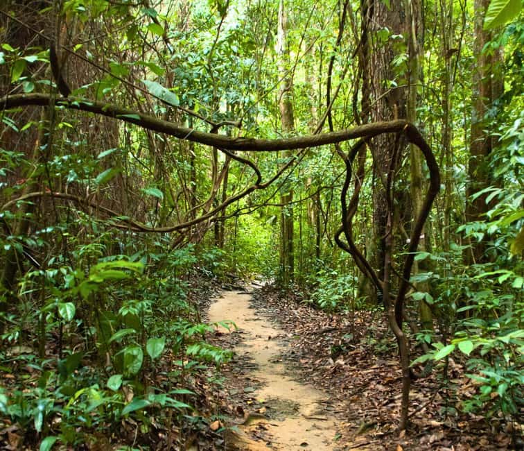 From Kuala Lumpur: Taman Negara National Park Private Tour - Canopy Walkway day: panoramic treetop views, or a smart jungle hike