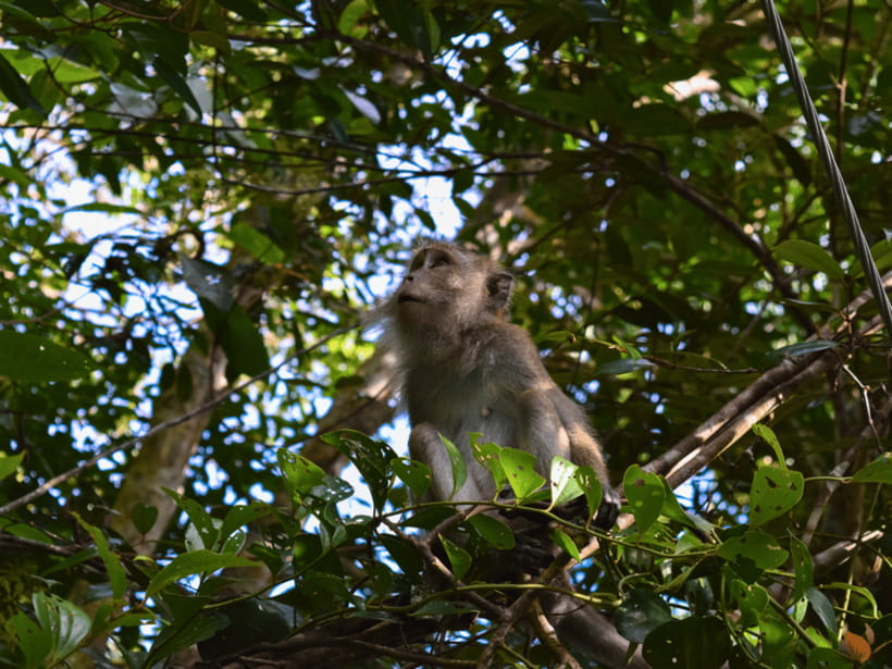 From Kuala Lumpur: Taman Negara National Park Private Tour - Tahan River cruise on a private boat, the calm that makes the day