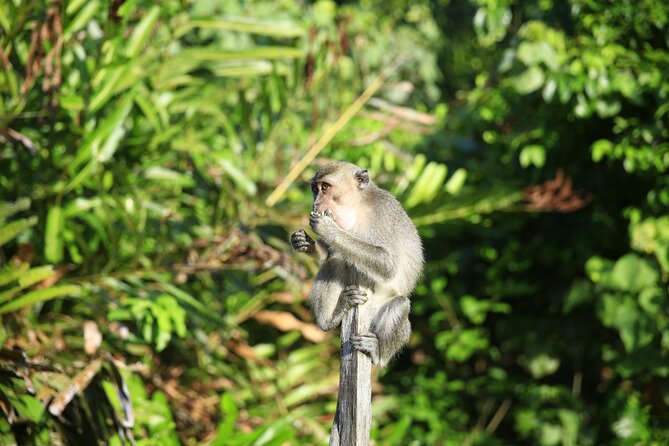 Full Day Bongawan River Cruise with Proboscis Monkey Sightseeing - Getting to the Jetty: Pickup, Travel Time, and Group Pace