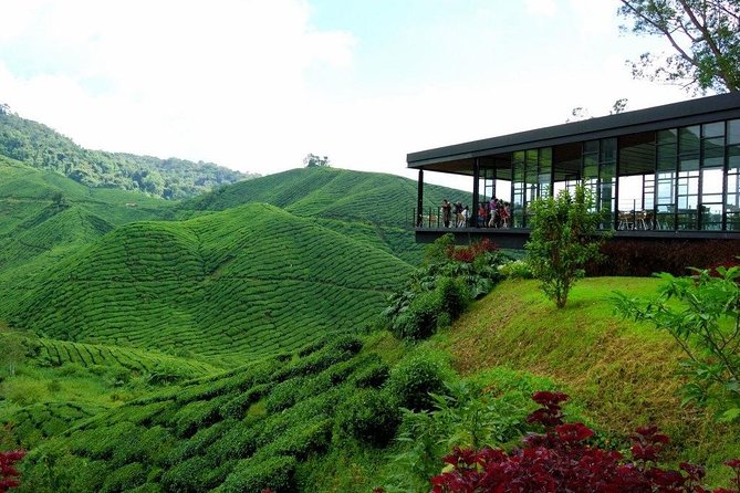 Full-Day Cameron Highlands & Batu caves Tour - One Day, Two Worlds: How the Route Fits Together