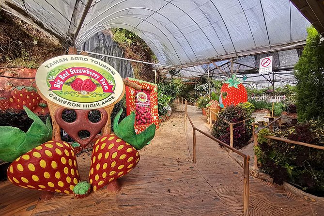 Full-Day Cameron Highlands & Batu caves Tour - Cactus Valley and Sam Poh Temple: Variety That Changes the Mood