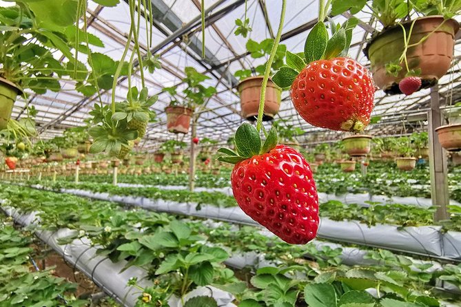 Full-day Cameron Highlands Day Trip from Kuala Lumpur - BOH Tea Plantation: why tea country feels different