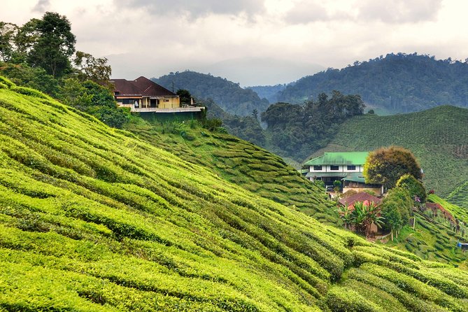 Full-day Cameron Highlands Day Trip from Kuala Lumpur - Cameron Valley Tea Plantations: How to Use Your 90 Minutes Wisely