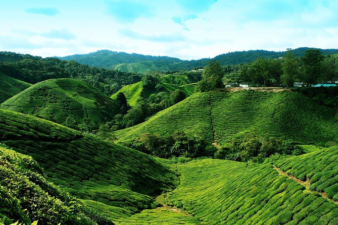Full Day Cameron Highlands Nature Tour - Price and Value: Is $132.19 a Good Deal?