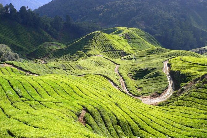 Full Day Cameron Highlands Nature Tour - Cameron Bharat Tea Estate: Photos, Fresh Air, and Tea-World Basics