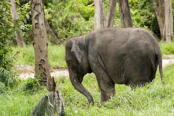 Full Day Elephant Sanctuary Tour with a Free Batu Caves Visit - Batu Caves: 272 Steps, a 113-Year-Old Temple, and That Big Thaipusam Pull