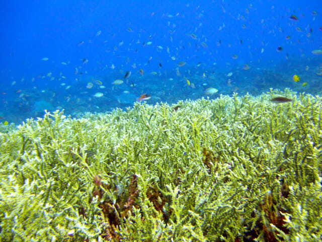 Full-Day Guided Snorkeling Tour from Kota Kinabalu - Getting to DBKK Jetty and starting on time at 8:45