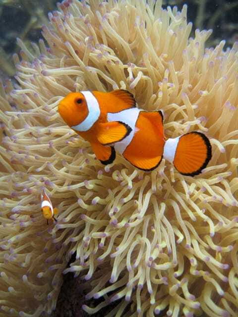 Full-Day Guided Snorkeling Tour from Kota Kinabalu - Snorkel adventure 1: coral gardens, fish names, and your Nemo odds
