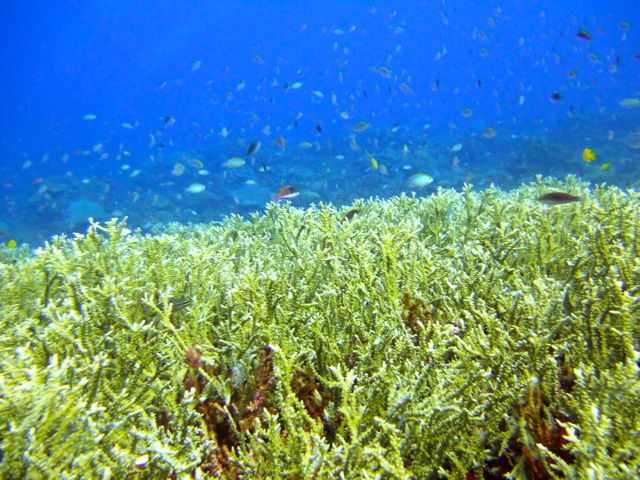 Full-Day Guided Snorkeling Tour from Kota Kinabalu - When this tour is a great fit, and when to think twice