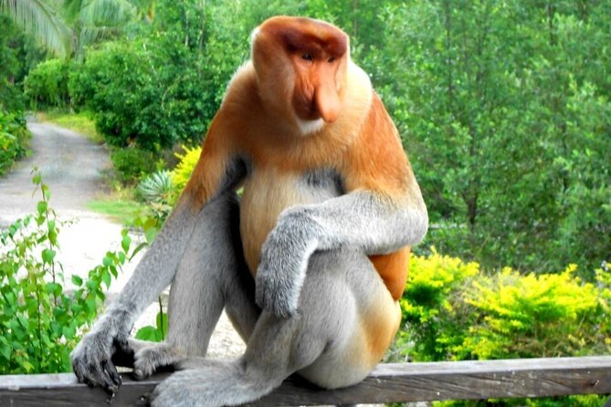 Full Day Orang Utan Sepilok, Proboscis Monkey, Sunbear, RDC - Sandakan Wildlife in One Long Day: What This Route Really Feels Like