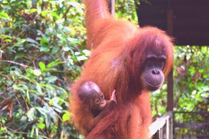 Full Day Orang Utan Sepilok, Proboscis Monkey, Sunbear, RDC - Rainforest Discovery Centre (RDC) Trails: Where You Learn to See the Forest