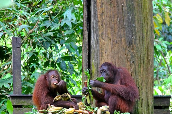 Full-Day Sepilok Orangutan and Proboscis Monkey from Sandakan or Kota Kinabalu - Sandakan Rainforest Discovery Centre (RDC): Medical Care and More Wildlife Than You Expect