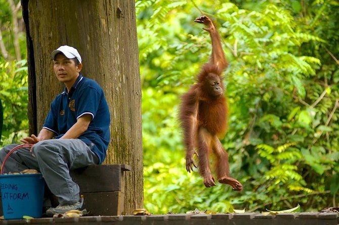 Full-Day Sepilok Orangutan and Proboscis Monkey from Sandakan or Kota Kinabalu - Lunch, Timing, and Why the Day Feels Organized