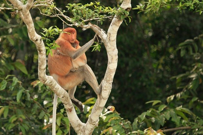 Full-Day Sepilok Orangutan and Proboscis Monkey from Sandakan or Kota Kinabalu - Price and Value: Is $188 Worth It?