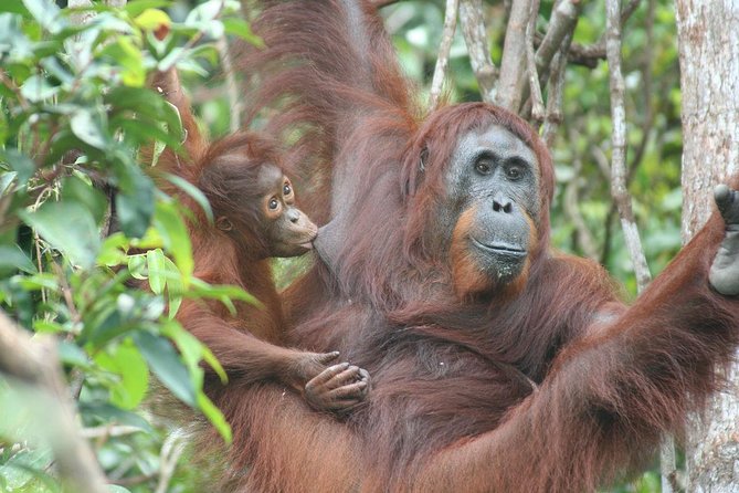 Full-Day Sepilok Orangutan and Proboscis Monkey from Sandakan or Kota Kinabalu - Getting There Smoothly: Sandakan Pickup and Kota Kinabalu Flight Planning