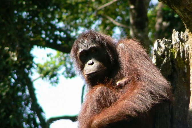 Full-Day Sepilok Orangutan and Sandakan City Trail from Kota Kinabalu - Key things that make this tour worth your time
