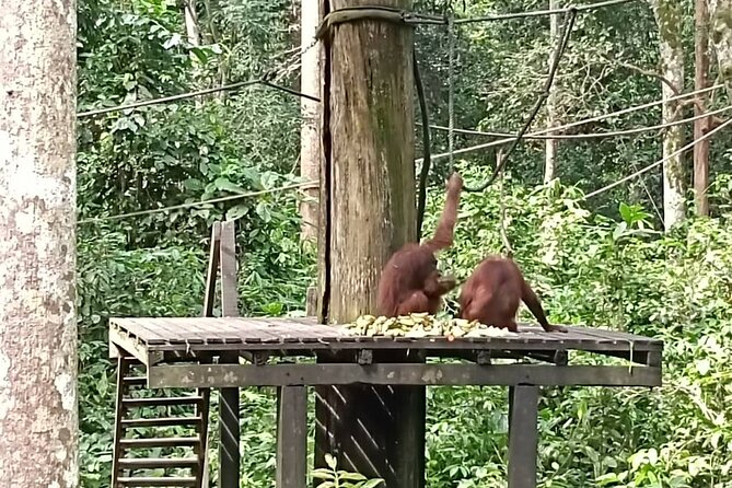 Full-Day Sepilok Orangutan and Sandakan City Trail from Kota Kinabalu - Malay lunch between wildlife and city sights