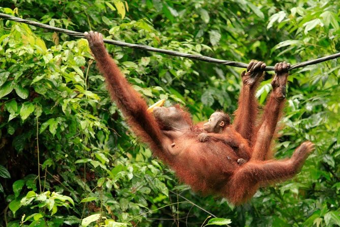 Full-Day Sepilok Orangutan and Sandakan City Trail from Kota Kinabalu - Price and value: what $131 gets you, and how flights change the math