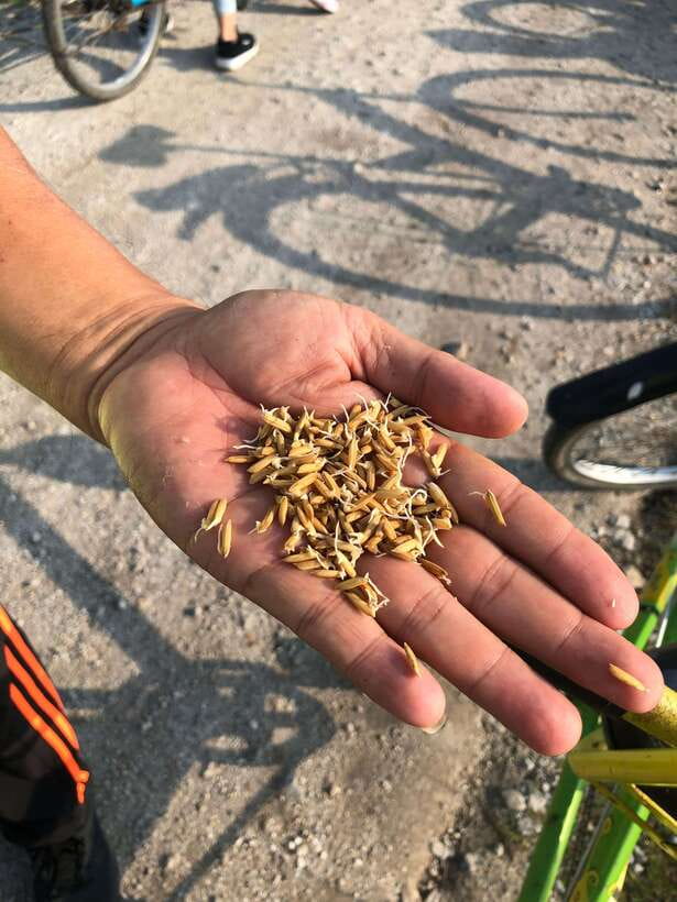 George Town: Balik Pulau Countryside Morning Cycling Tour - Key things I’d prioritize before you go