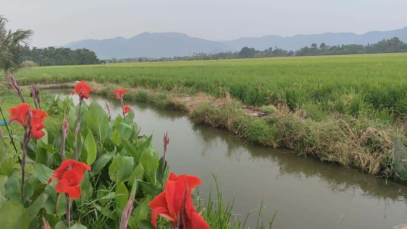 George Town: Balik Pulau Countryside Morning Cycling Tour - Why Balik Pulau by bike feels smarter than just sightseeing