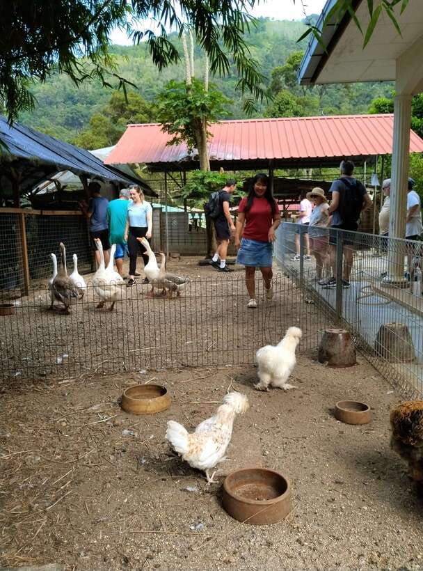 George Town, Penang: Malay Countryside Cycling - From George Town meeting point to Balik Pulau countryside, the easy way