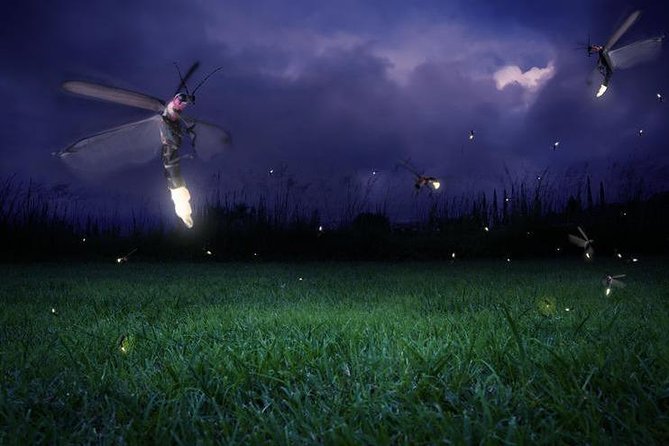 Glowing Kuala Selangor Firefly Tour - Why Kuala Selangor fireflies are the right night trip from KL